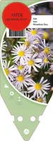 Aster Ageratoides Asran (Herfstaster) - afbeelding 1