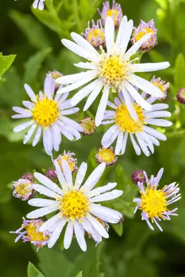 Aster ageratoides 'Asran' (Herfstaster) - afbeelding 2