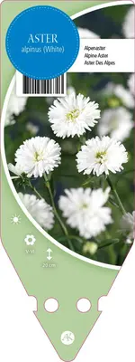 Aster Alpinus White (Aster) - afbeelding 1