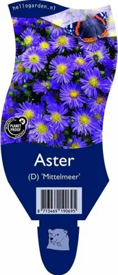 Aster (D) 'Mittelmeer' (Herfstaster) - afbeelding 1