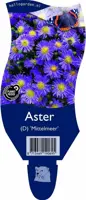 Aster (D) 'Mittelmeer' (Herfstaster) - afbeelding 1