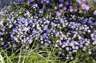 Aster (D) 'Prof.A.Kippenberg' (Herfstaster) - afbeelding 7