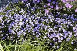 Aster (D) 'Prof.A.Kippenberg' (Herfstaster) - afbeelding 7