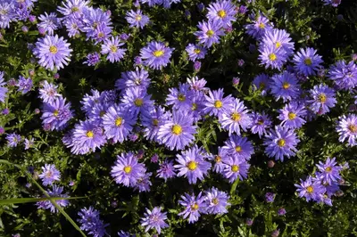 Aster (D) 'Prof.A.Kippenberg' (Herfstaster) - afbeelding 8