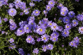 Aster (D) 'Prof.A.Kippenberg' (Herfstaster) - afbeelding 8