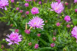 Aster (D) 'Prof.A.Kippenberg' (Herfstaster) - afbeelding 9