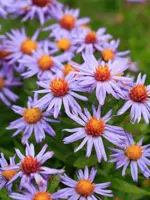 Aster (D) 'Prof.A.Kippenberg' (Herfstaster) - afbeelding 4