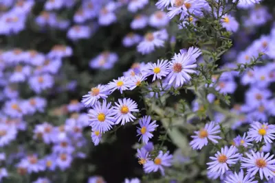 Aster (D) 'Prof.A.Kippenberg' (Herfstaster) - afbeelding 2