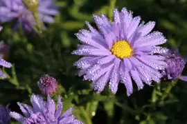 Aster (D) 'Prof.A.Kippenberg' (Herfstaster) - afbeelding 5