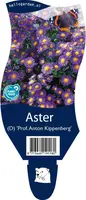 Aster (D) 'Prof.A.Kippenberg' (Herfstaster) - afbeelding 1