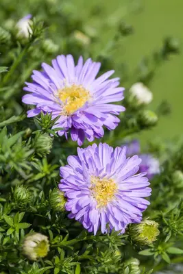 Aster (D) 'Prof.A.Kippenberg' (Herfstaster) - afbeelding 6