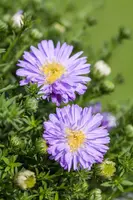 Aster (D) 'Prof.A.Kippenberg' (Herfstaster) - afbeelding 6