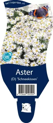 Aster (D) 'Schneekissen' (Herfstaster) - afbeelding 1