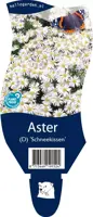 Aster (D) 'Schneekissen' (Herfstaster) - afbeelding 1