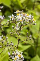 Aster divaricatus (Aster) - afbeelding 2