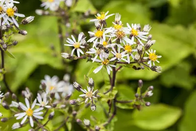 Aster divaricatus (Aster) - afbeelding 1
