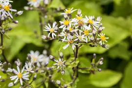 Aster divaricatus (Aster) - afbeelding 1