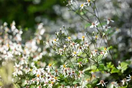 Aster divaricatus (Aster) - afbeelding 3