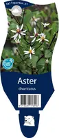 Aster divaricatus (Aster) kopen?