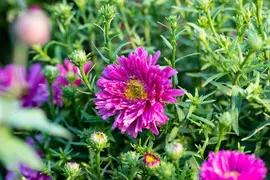 Aster Dumosus Anneke (Herfstaster) - afbeelding 4