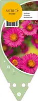 Aster Dumosus Anneke (Herfstaster) kopen?