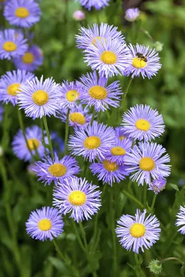 Aster dumosus 'Lady in Blue' (Aster 'Lady in Blue') - afbeelding 2