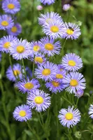 Aster dumosus 'Lady in Blue' (Aster 'Lady in Blue') - afbeelding 2