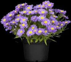 Aster dumosus 'Lady in Blue' (Aster 'Lady in Blue') - afbeelding 1
