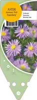 Aster Dumosus Prof. Kippenberg (Herfstaster) - afbeelding 1