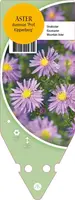 Aster Dumosus Prof. Kippenberg (Herfstaster) kopen?