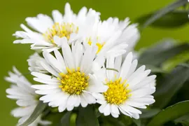 Aster ericoides 'Snowflurry' (Sluieraster) - afbeelding 2
