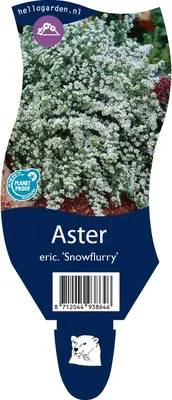 Aster ericoides 'Snowflurry' (Sluieraster) - afbeelding 1