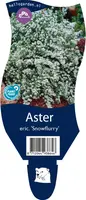 Aster ericoides 'Snowflurry' (Sluieraster) - afbeelding 1