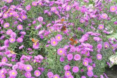 Aster novae-angliae 'Purple Dome' (Aster 'Purple Dome') - afbeelding 1