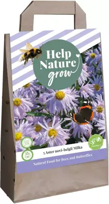 Aster novi belgii milka 5 stuks - afbeelding 1