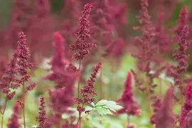 Astilbe (A) 'Fanal' (Spirea) - afbeelding 2