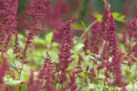 Astilbe (A) 'Fanal' (Spirea) - afbeelding 4