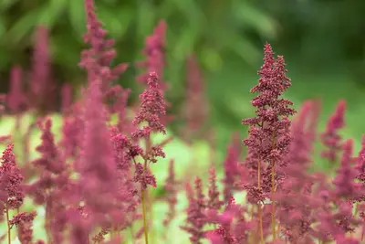 Astilbe (A) 'Fanal' (Spirea) - afbeelding 5