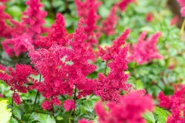 Astilbe (A) 'Fanal' (Spirea) - afbeelding 13
