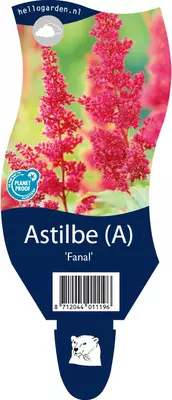 Astilbe (A) 'Fanal' (Spirea) - afbeelding 1