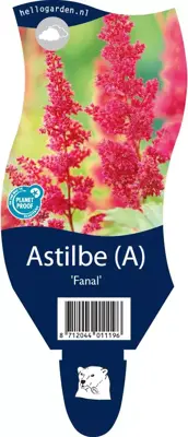 Astilbe (A) 'Fanal' (Spirea) - afbeelding 1