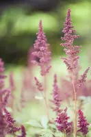 Astilbe (A) 'Fanal' (Spirea) - afbeelding 8