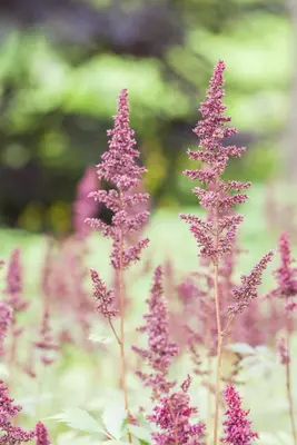 Astilbe (A) 'Fanal' (Spirea) - afbeelding 9