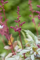 Astilbe (A) 'Fanal' (Spirea) - afbeelding 12