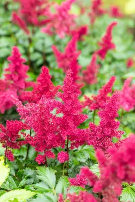 Astilbe (A) 'Fanal' (Spirea) - afbeelding 14