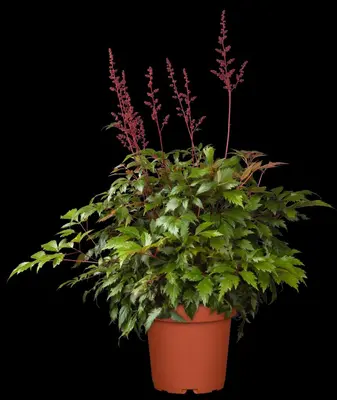Astilbe (A) 'Fanal' (Spirea) - afbeelding 11