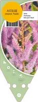 Astilbe Chinensis Pumila (Pluimspirea) kopen?