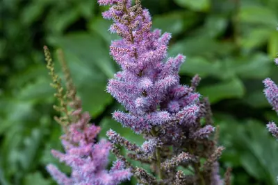 Astilbe chinensis 'Pumila' (Spirea) - afbeelding 4