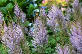 Astilbe chinensis 'Pumila' (Spirea) - afbeelding 5