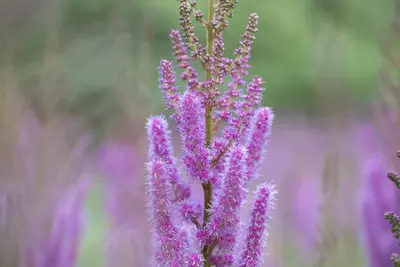 Astilbe chinensis 'Pumila' (Spirea) - afbeelding 7